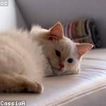 Graciela Champlin Profile Picture