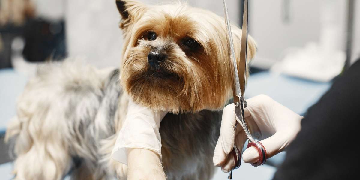 DIY Dog Grooming: Step-by-Step Guide to Groom Your Dog at Home