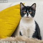 Retha Bogisich Profile Picture