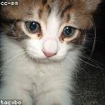 Cassandre Maggio Profile Picture