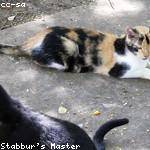 Vivien Bahringer Profile Picture