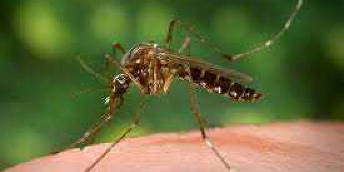Yellow Fever: Symptoms, Causes, Treatment, and Prevention