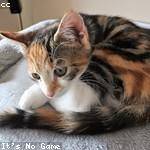 Pearline Bergnaum Profile Picture