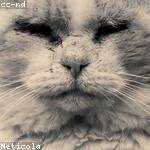 Nedra Bosco Profile Picture