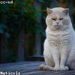 Ned Wiza Profile Picture
