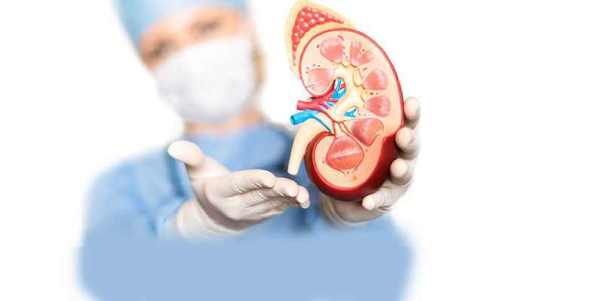 The Importance of Keeping The Kidneys Healthy