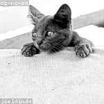 Ryder McKenzie Profile Picture