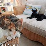 Josianne Grimes Profile Picture