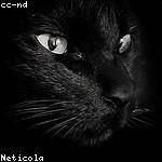 Valentin Kuhic Profile Picture