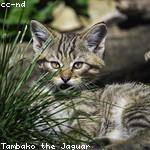 Janick Ratke Profile Picture