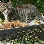 Gerson Fritsch Profile Picture