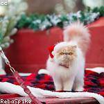 Scotty Kuhic Profile Picture