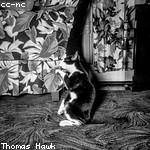 Oswald Stokes Profile Picture