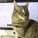 Rick Reichert Profile Picture