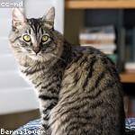 Leopold Satterfield Profile Picture