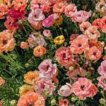 tenet Profile Picture