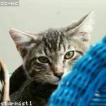 Ressie Hickle Profile Picture