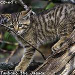 Fiona Bayer Profile Picture