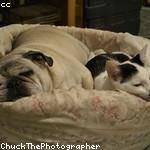 Reynold Crona Profile Picture