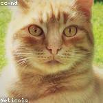 Amani Crona Profile Picture