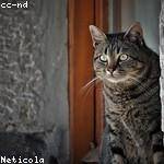 Amir Weissnat Profile Picture