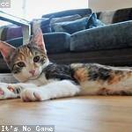 Mittie Hamill Profile Picture