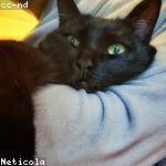 Cordia Lueilwitz Profile Picture