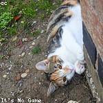 Stephania Gaylord Profile Picture