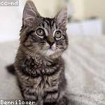 Brayan Zieme Profile Picture