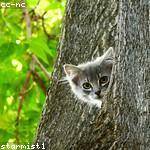 Grayson Schuppe Profile Picture