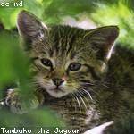 Rafael Kautzer Profile Picture