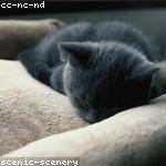 Wilhelm Kirlin Profile Picture