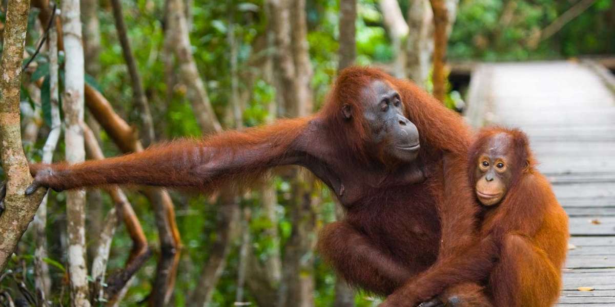 Best Places to Witness Orangutans in Their Natural Habitat