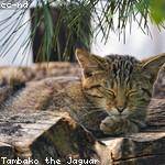 Felipa Ferry Profile Picture