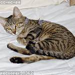 Pearl Paucek Profile Picture