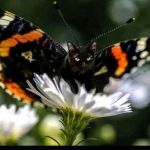 Arme51 Profile Picture