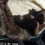 Joe Reilly Profile Picture