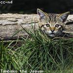 Ernestina Will Profile Picture