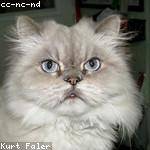 Felipa Pollich Profile Picture