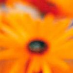 Monica Maria Xavier Barbosa monicamxb Profile Picture