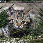 Myrtis Pfannerstill Profile Picture