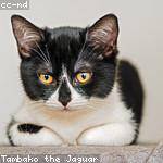 Flo Feest Profile Picture