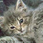 Ilene Shields Profile Picture