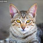 Korey Jenkins Profile Picture