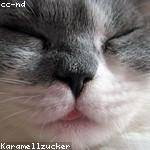 Gertrude Lehner Profile Picture