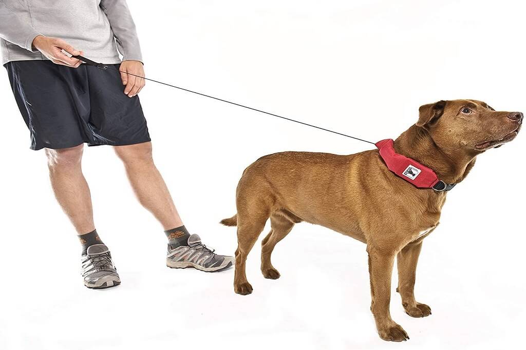 The Pros and Cons of Using Retractable Leashes