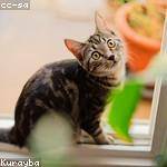 Aurelie Kuhic Profile Picture