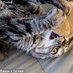Bernie Stoltenberg Profile Picture