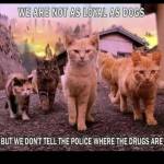 Solo Darius Profile Picture