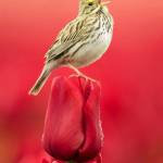 Susan Mulwa Profile Picture